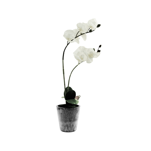 Artificial Two Stemmed White Orchid in a Pot: The epitome of elegance and simplicity, perfect for sophisticated indoor spaces