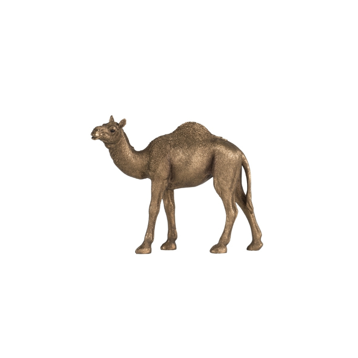 Embrace the Journey: Desert Lifestyle Vibes Camel