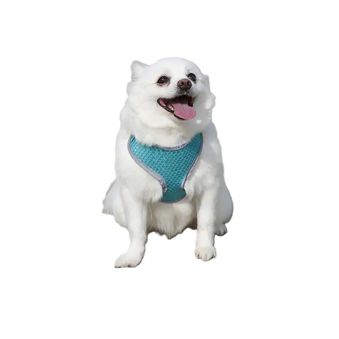 Stylish and safe puppy harness with high-visibility features for secure late walks