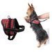 Embrace Adventure leash – Unleash your freedom, keep your essentials close